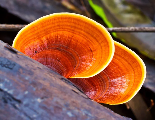 Reishi -.goba nesmrtnosti