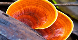 Reishi -.goba nesmrtnosti