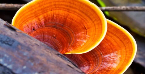 Reishi -.goba nesmrtnosti