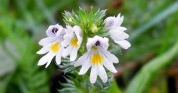 Smetlika čaj za vid - spoznajte zdravilo iz narave