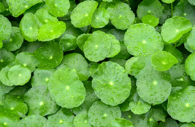 Ayurvedska zdravilna rastlina Gotu Kola varuje vaše zdravje