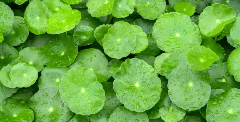 Ayurvedska zdravilna rastlina Gotu Kola varuje vaše zdravje
