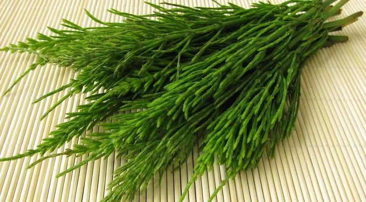 Spoznajte njivsko preslico - rastlino ki krepi kosti, kožo, lase in nohte!