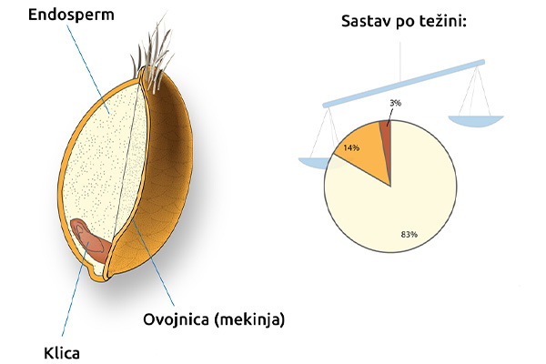 sestava zrna