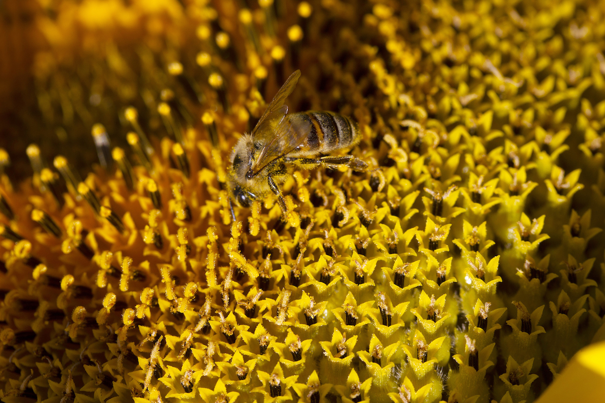 čebelji polen