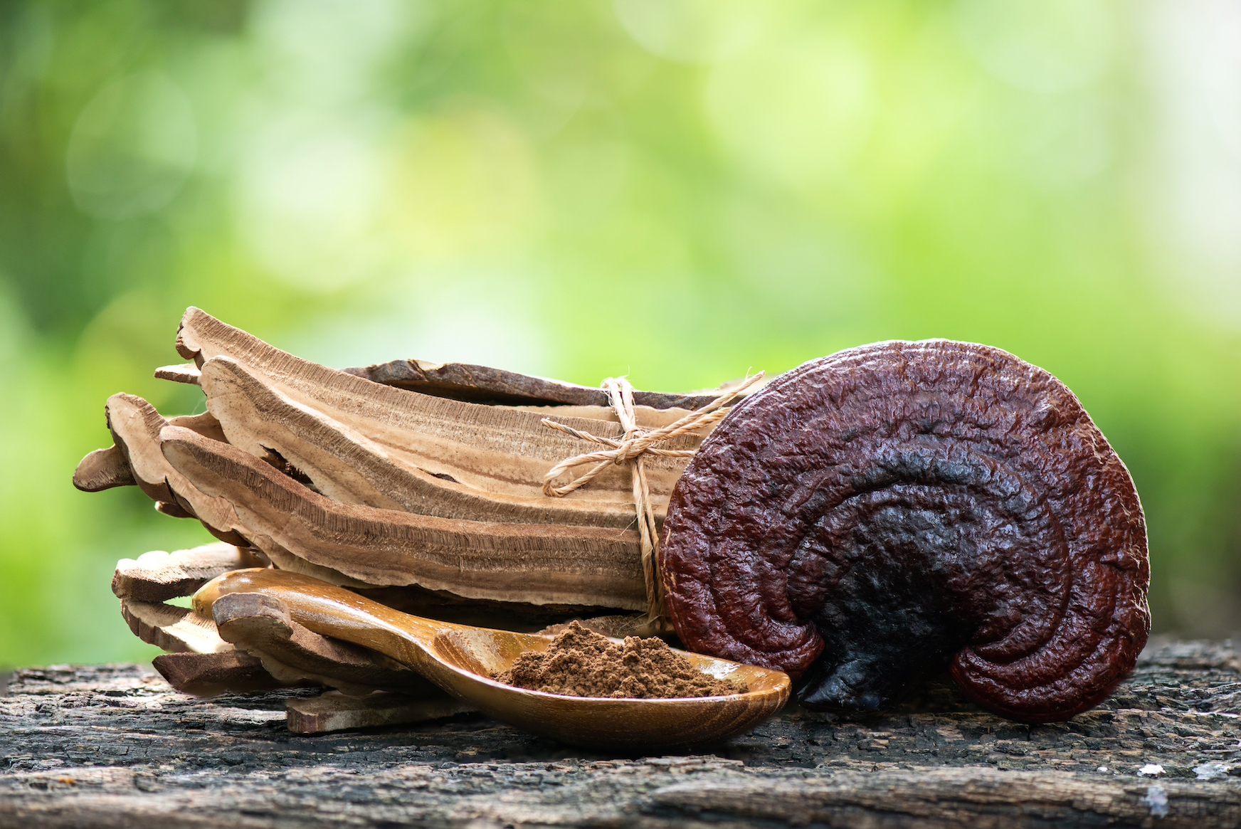 reishi gobe