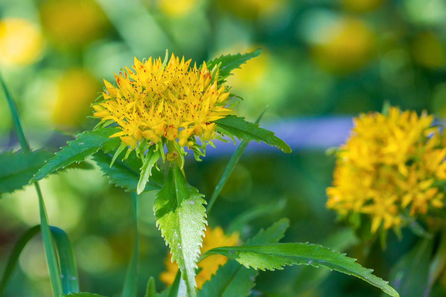 rhodiola rosea