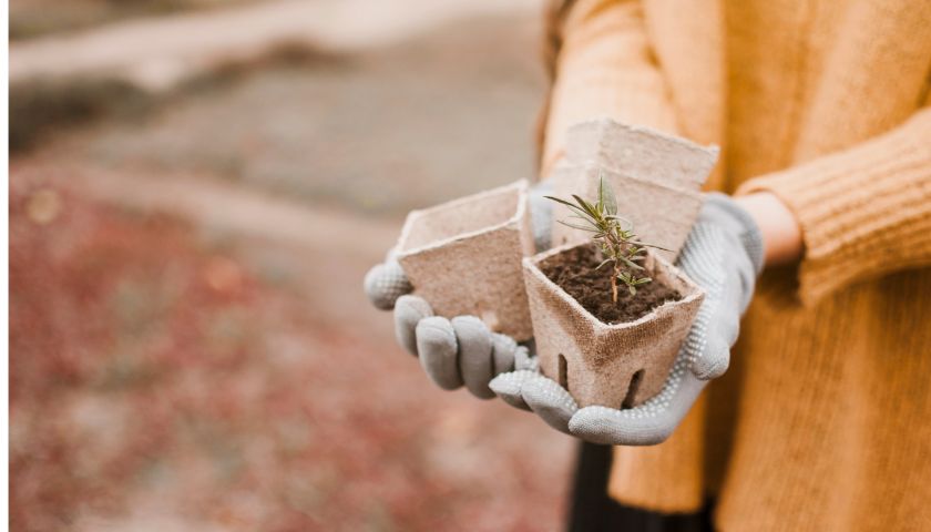 Za gojenje rastlin ne potrebujete predhodnih izkušenj, temveč le malo dobre volje.