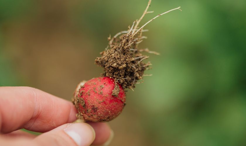 Redkvice so lahko hrustljavo in okusno presenečenje z balkona.