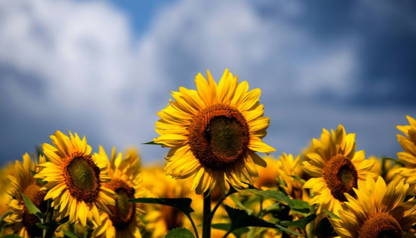 Poleg tega, da so sončnice zelo privlačne na pogled, so tudi zelo pomembna kmetijska kultura.