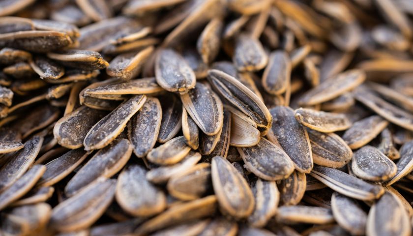 Sončnična semena imajo izjemno bogato hranilno vrednost.