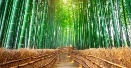 Bambusove vlaknine - hit v svetu zdrave in sodobne prehrane