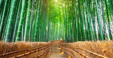 Bambusove vlaknine - hit v svetu zdrave in sodobne prehrane