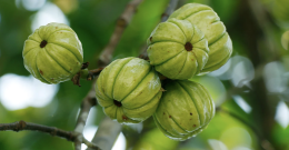 Garcinia Cambogia - najbolj priljubljeno zdravo živilo za vitko postavo