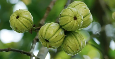 Garcinia Cambogia - najbolj priljubljeno zdravo živilo za vitko postavo
