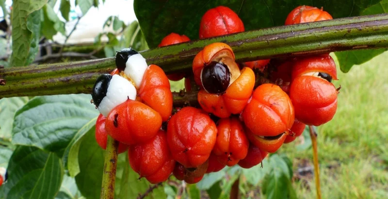 Gvarana za energijo in hujšanje - zdravilne lastnosti in uporaba