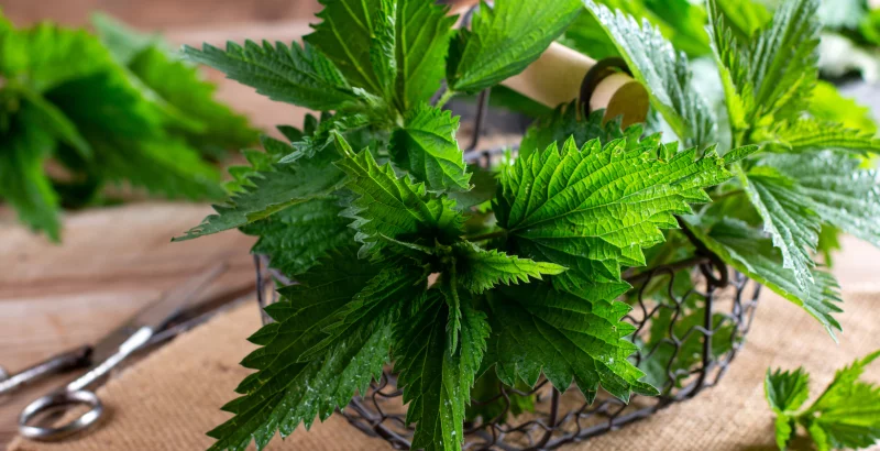 Čarobna kopriva - starodavno zdravilo s travnikov