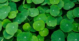 Brahmi - ayurvedska rastlina za bister um in zdravje možganov