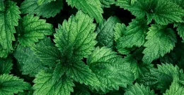 Žlička koprive v prahu spremeni vaše zdravje