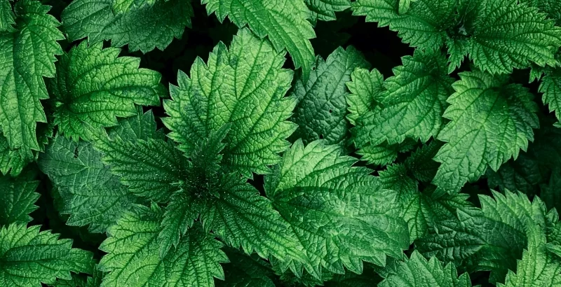 Žlička koprive v prahu spremeni vaše zdravje