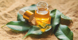 Olje čajevca kot zdravilo za obraz in glivice - zdravilnost in uporaba