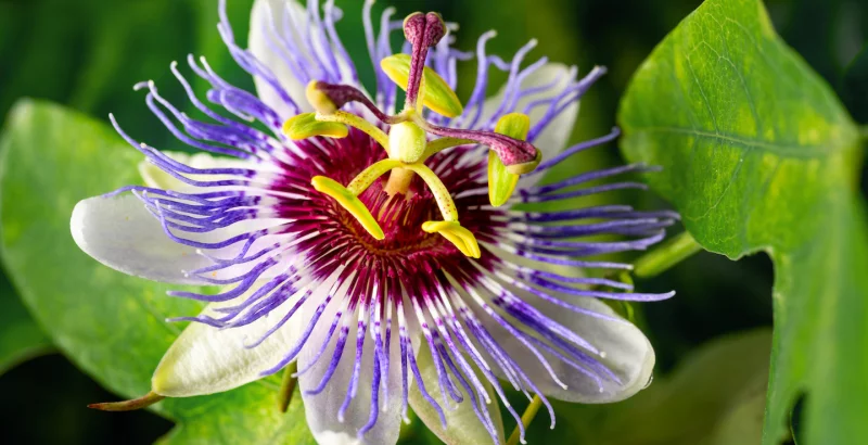 Pasijonka proti tesnobe, stresa in nespečnosti - uporaba, doziranje, stranski učinki