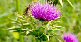 Pegasti badelj za zdravje jeter - uporaba, doziranje, kje ga kupiti?