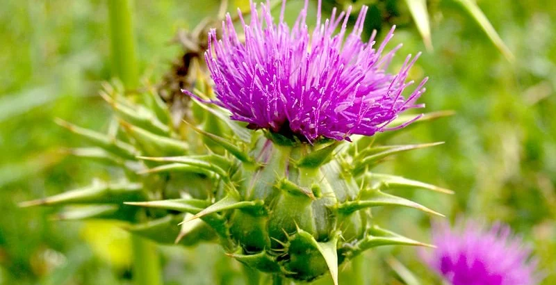 Pegasti badelj za zdravje jeter - uporaba, doziranje, kje ga kupiti?