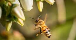 Čebele lahko preživijo brez nas, vendar ali mi lahko preživimo brez njih?