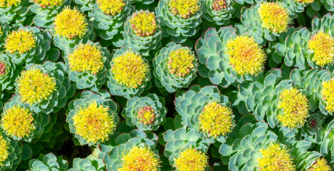 Spoznajte Rhodiolo - adaptogeno rastlino, ki premaga utrujenost in stres!