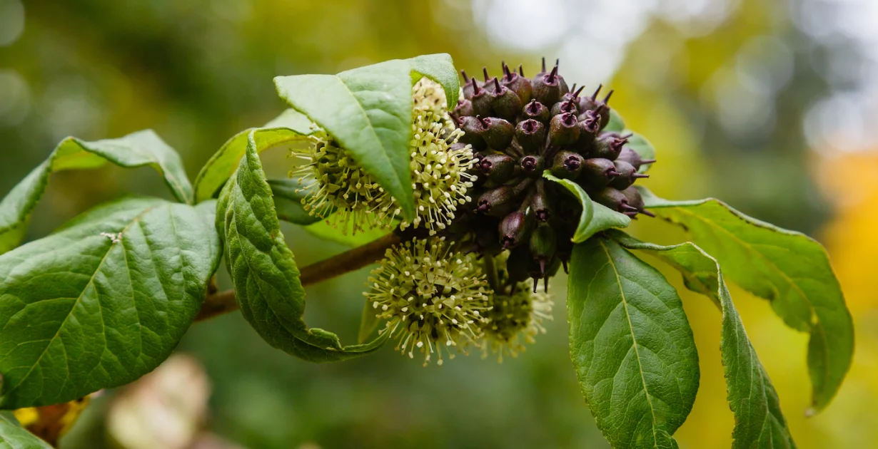Sibirski ginseng - adaptogena rastlina za zmogljivost, odpornost in vitalnost